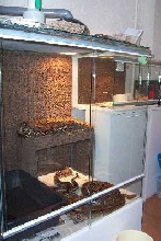 boa terrarium