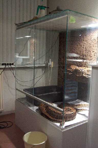 boa terrarium