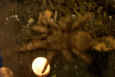 Brazilian Giant Blonde (Nhandu vulpinus)
