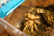 Brazil Giant Blonde