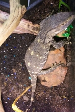 Baby Black Throat