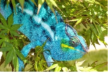 Nosy-Be Male Blue Boy