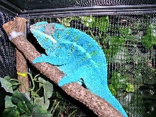 Son of Blue Boy