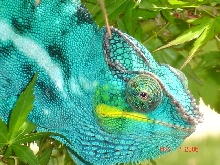 Close up of Blue Boy