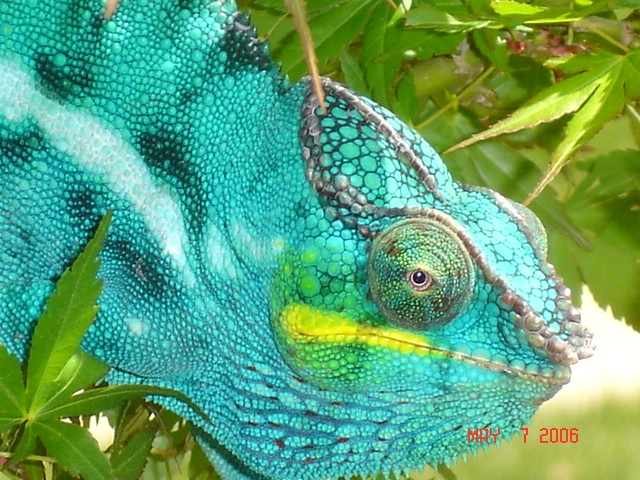Close up of Blue Boy