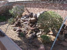 Outdoor Chuckwalla enclosure