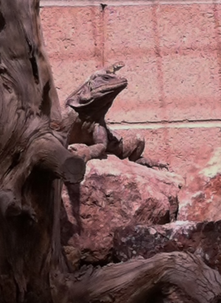 Big Chuck and Juvenile Desert Iguana