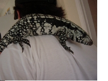 tame beauty