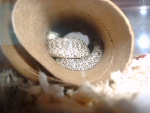 '04 climac in his favorite hide