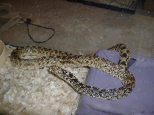 Rescued Pituophis