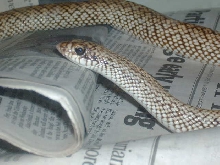 Male Malagasy Hognose