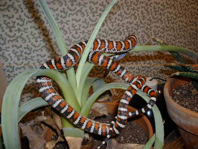 Leon on the agave 2