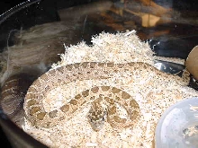 Royal Diadem Snake, '06