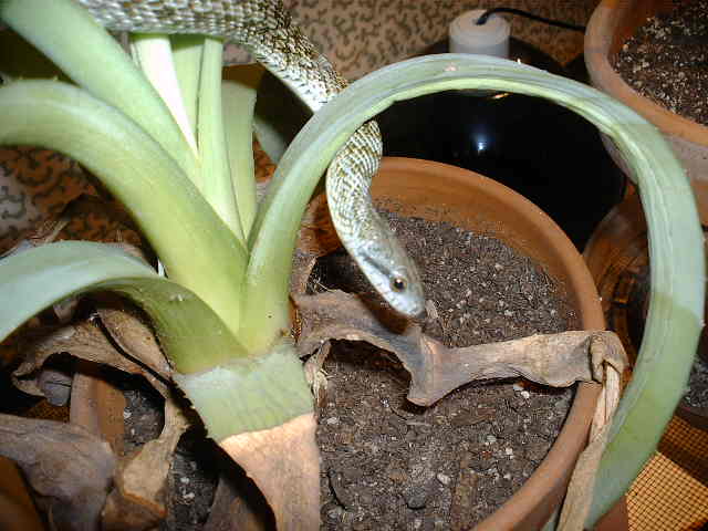 '04 elaphe climacophora