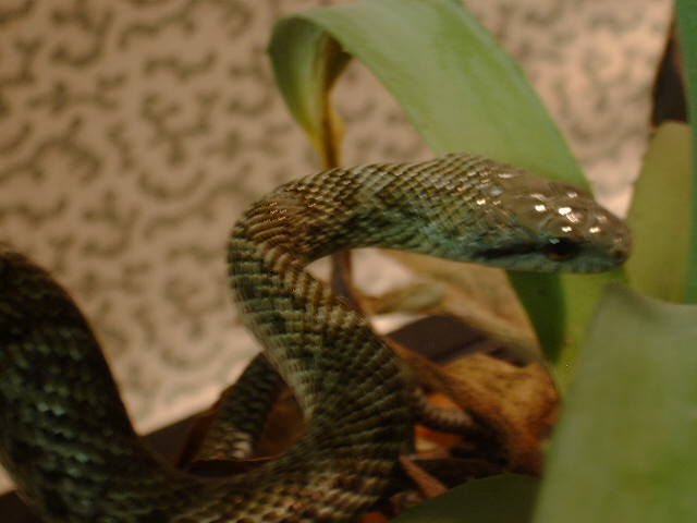 '04 elaphe climacophora