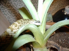 '04 climac on agave