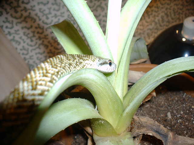'04 climac on agave