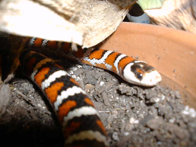 Peek-a-Boo Leon, knoblochi