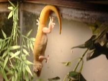Golden Gecko