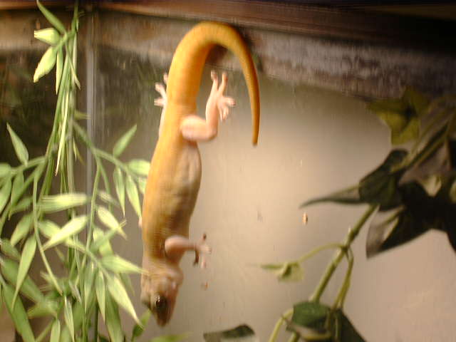 Golden Gecko