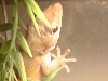 golden gecko3