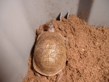 MY new 3 toed Boxie, Rio
