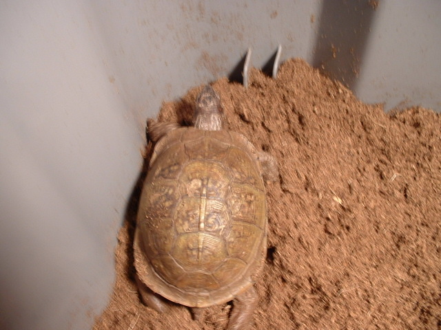 MY new 3 toed Boxie, Rio