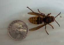 Cicada Killer??