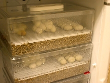Chondro Eggs