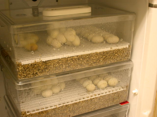 Chondro Eggs