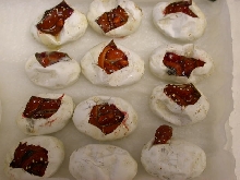 Biaks Hatching