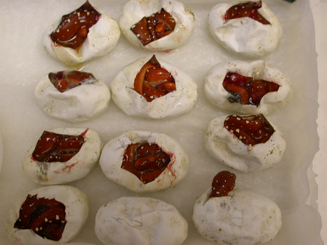 Biaks Hatching