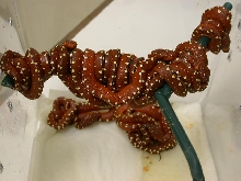 Biak Hatchlings are out