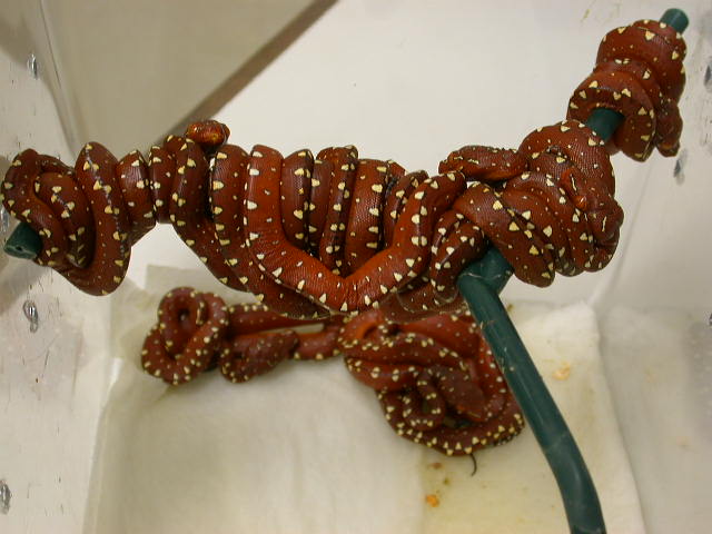 Biak Hatchlings are out