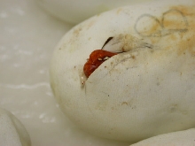 Egg Tooth