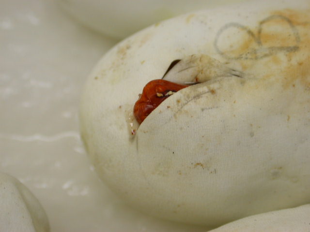 Egg Tooth