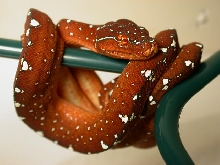 2003 Red Sorong Chondro