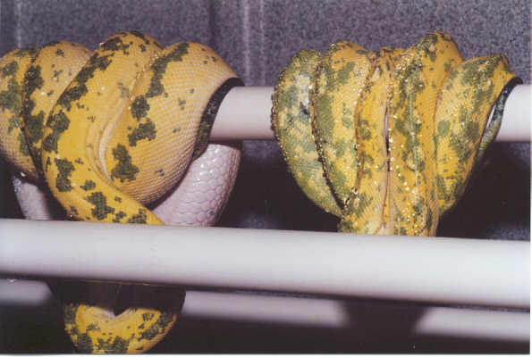 Biak pair