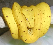 merauke