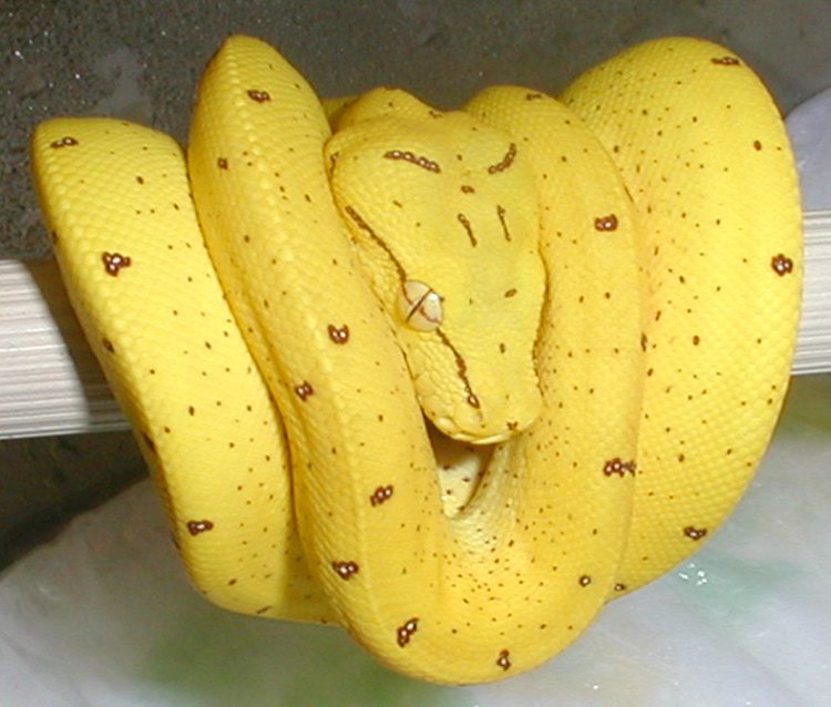 merauke