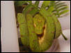 Tim Coplan's green tree python