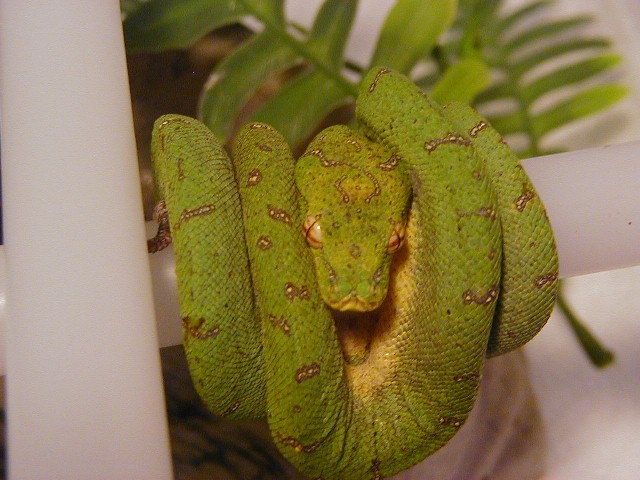 Tim Coplan's green tree python