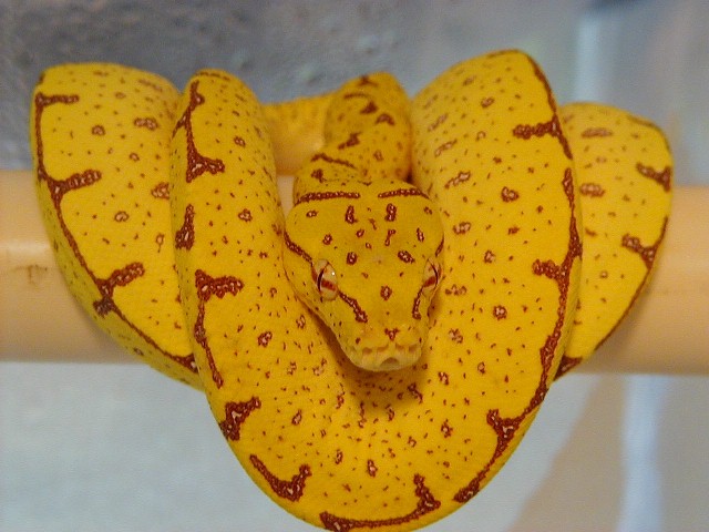 Tim Coplan's green tree python
