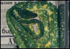 Tim Coplan's green tree python