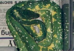 Tim Coplan's green tree python