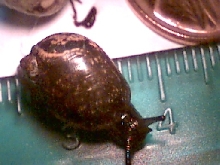 Unknown land snail