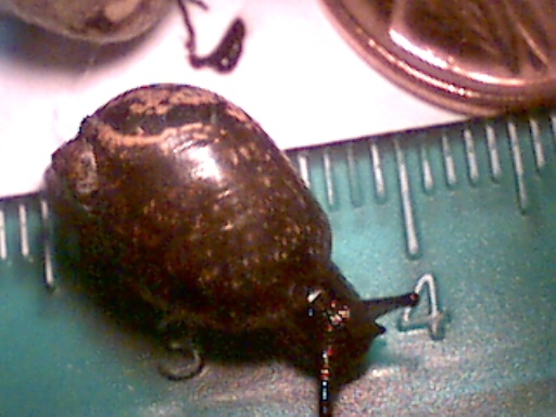 Unknown land snail
