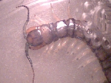 Hemiscolopendra marginata