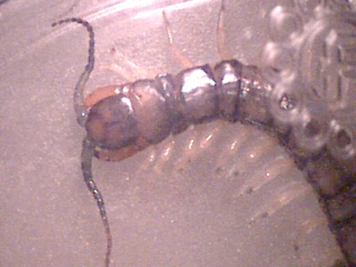 Hemiscolopendra marginata