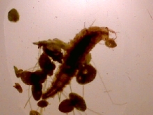 Diving Beetle larva?